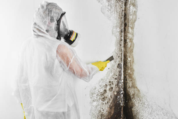 Certified Mold Removal in Enon, OH