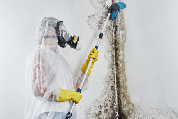 Best Office Mold Removal Services  in Enon, OH