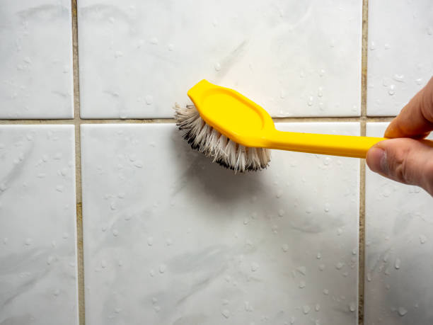 Best Same-Day Mold Removal  in Enon, OH