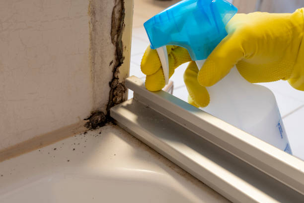 Mold Removal Process in Enon, OH