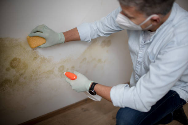 Best Affordable Mold Removal  in Enon, OH