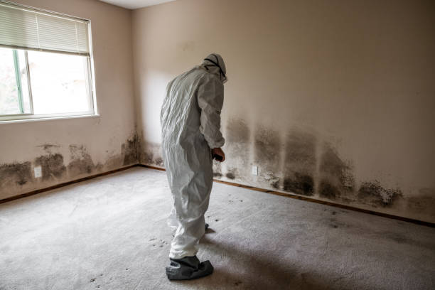 Best Commercial Mold Removal  in Enon, OH