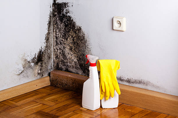 Best Commercial Mold Removal  in Enon, OH