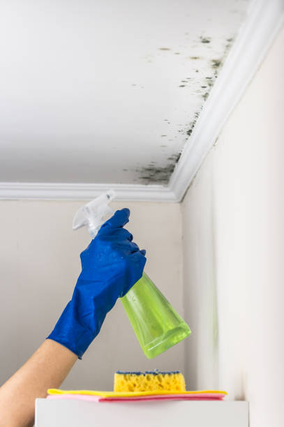 Best Mold Testing  in Enon, OH